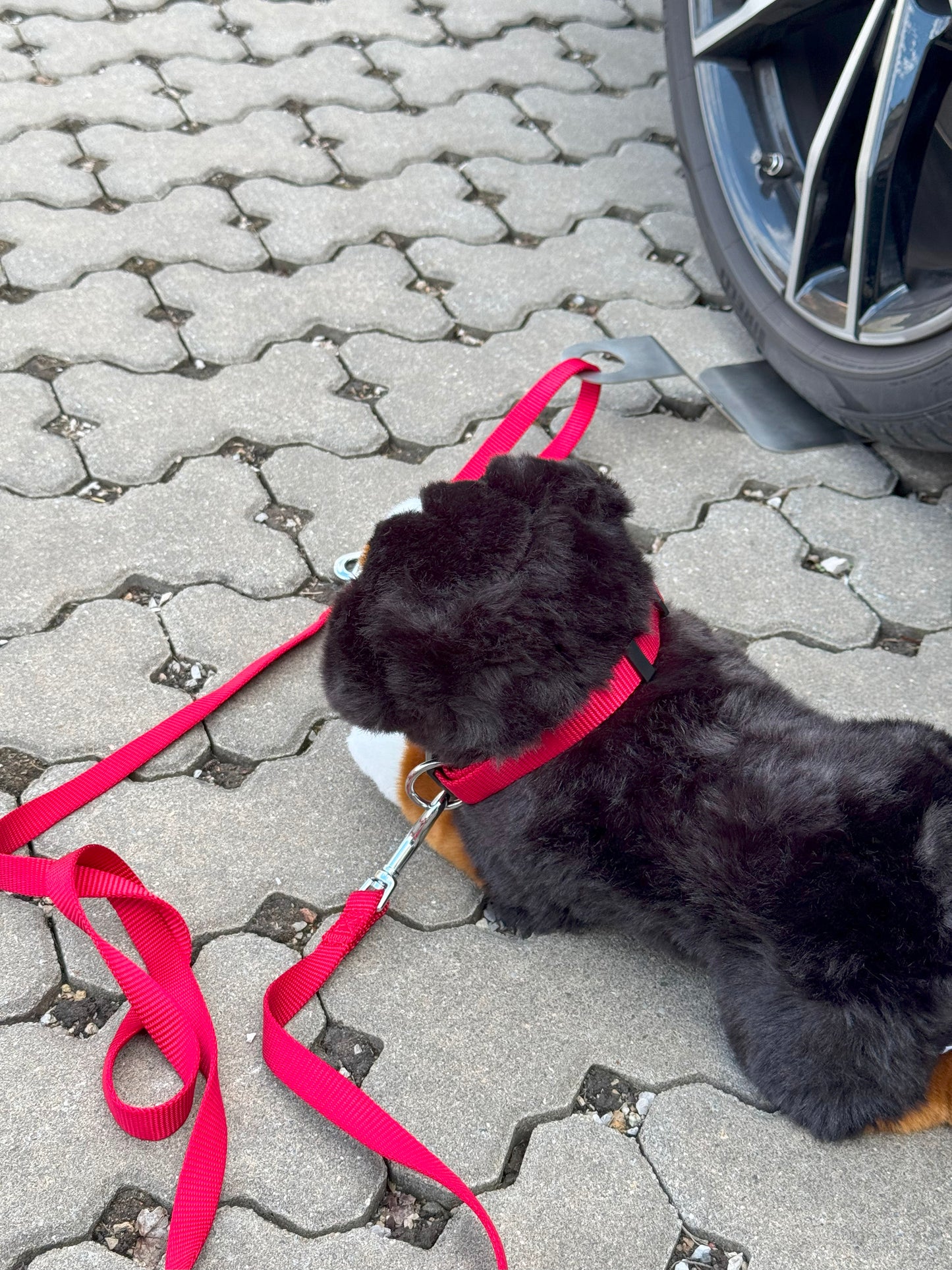 Camperly – The Lock for Dog and Bike - Artenus Tech 